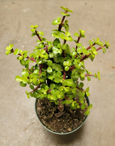 6" Portulacaria Afra Green Mini Jade